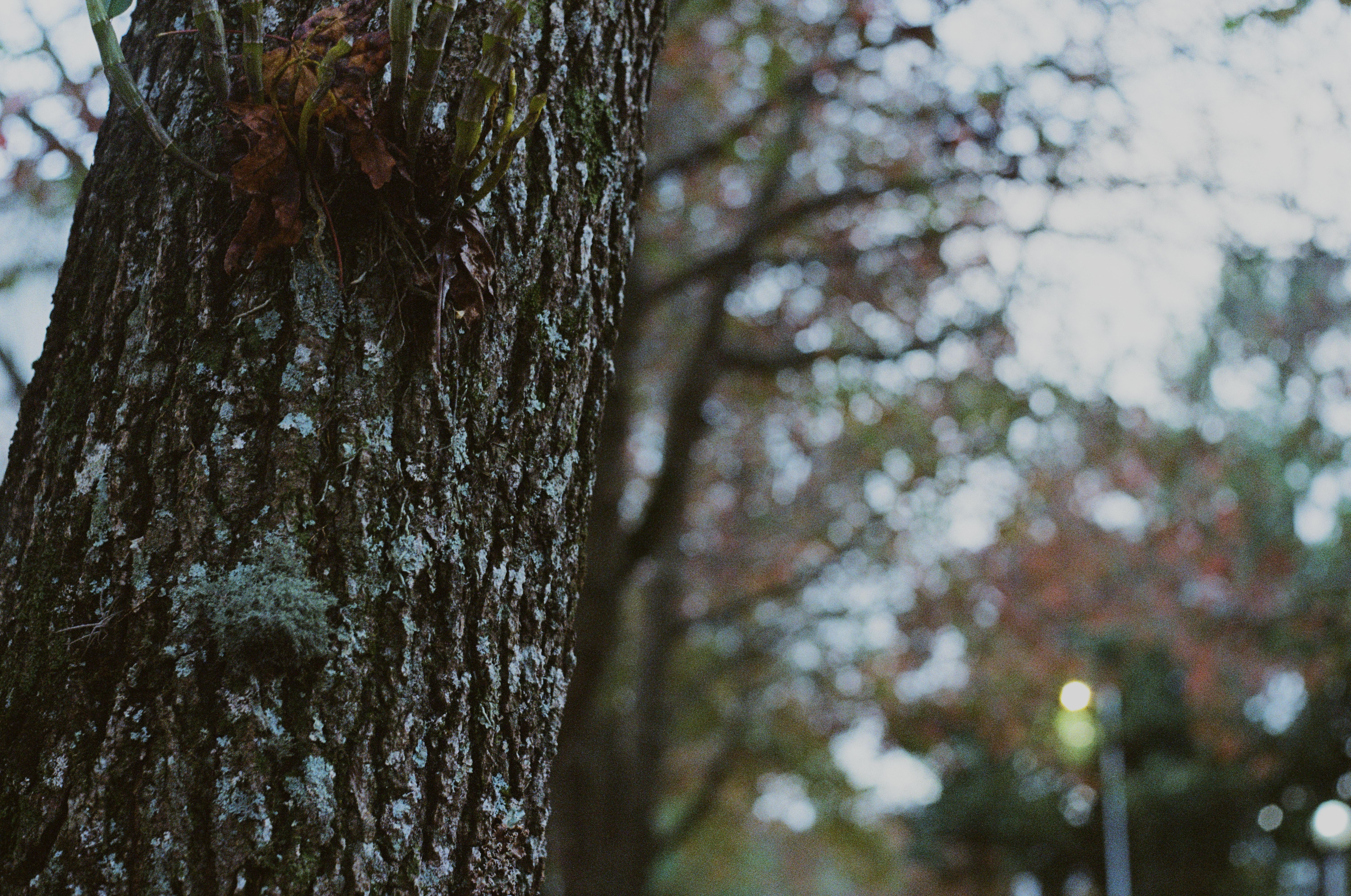 Fotografia de Natureza