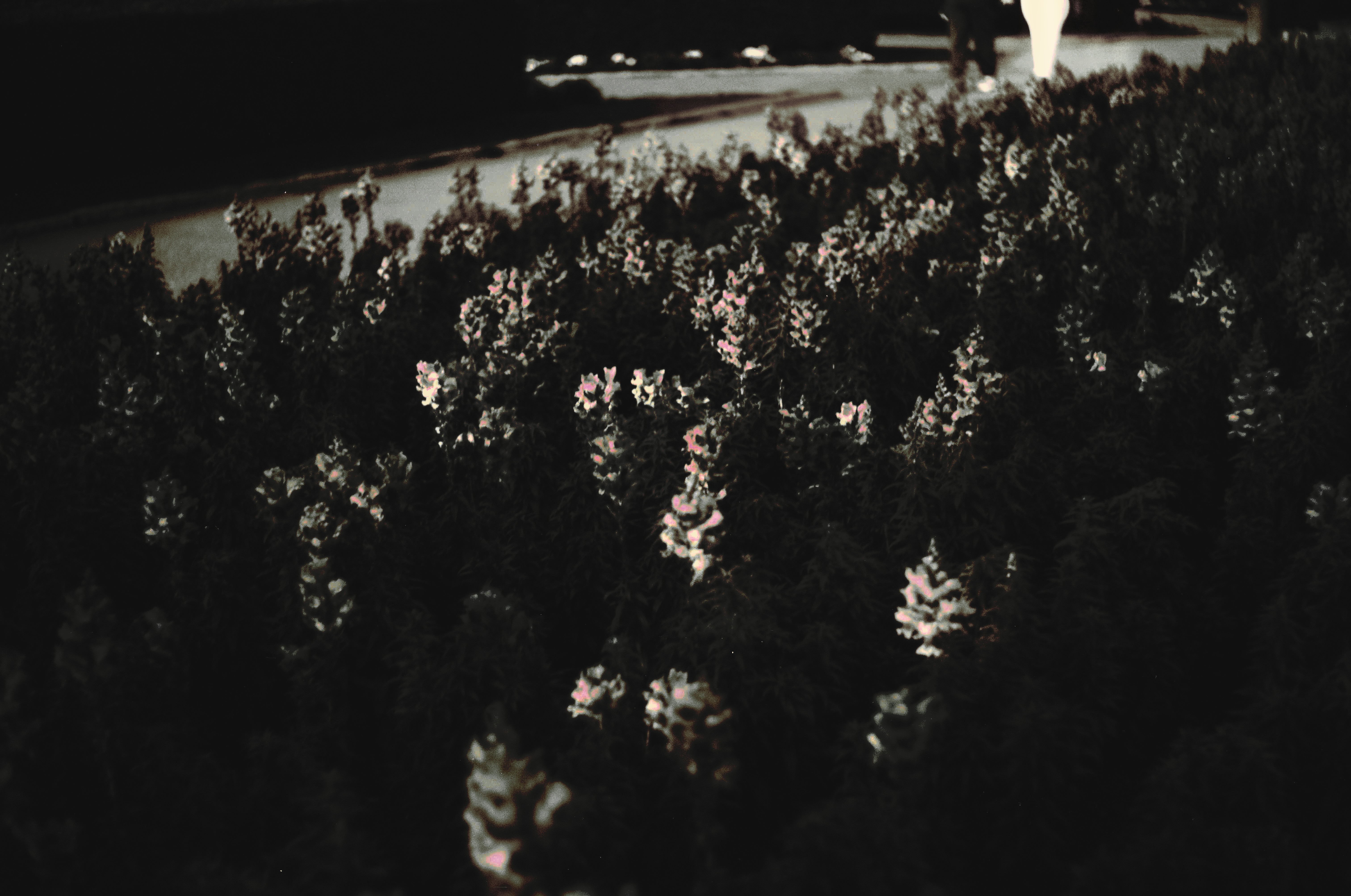 Fotografia de Natureza