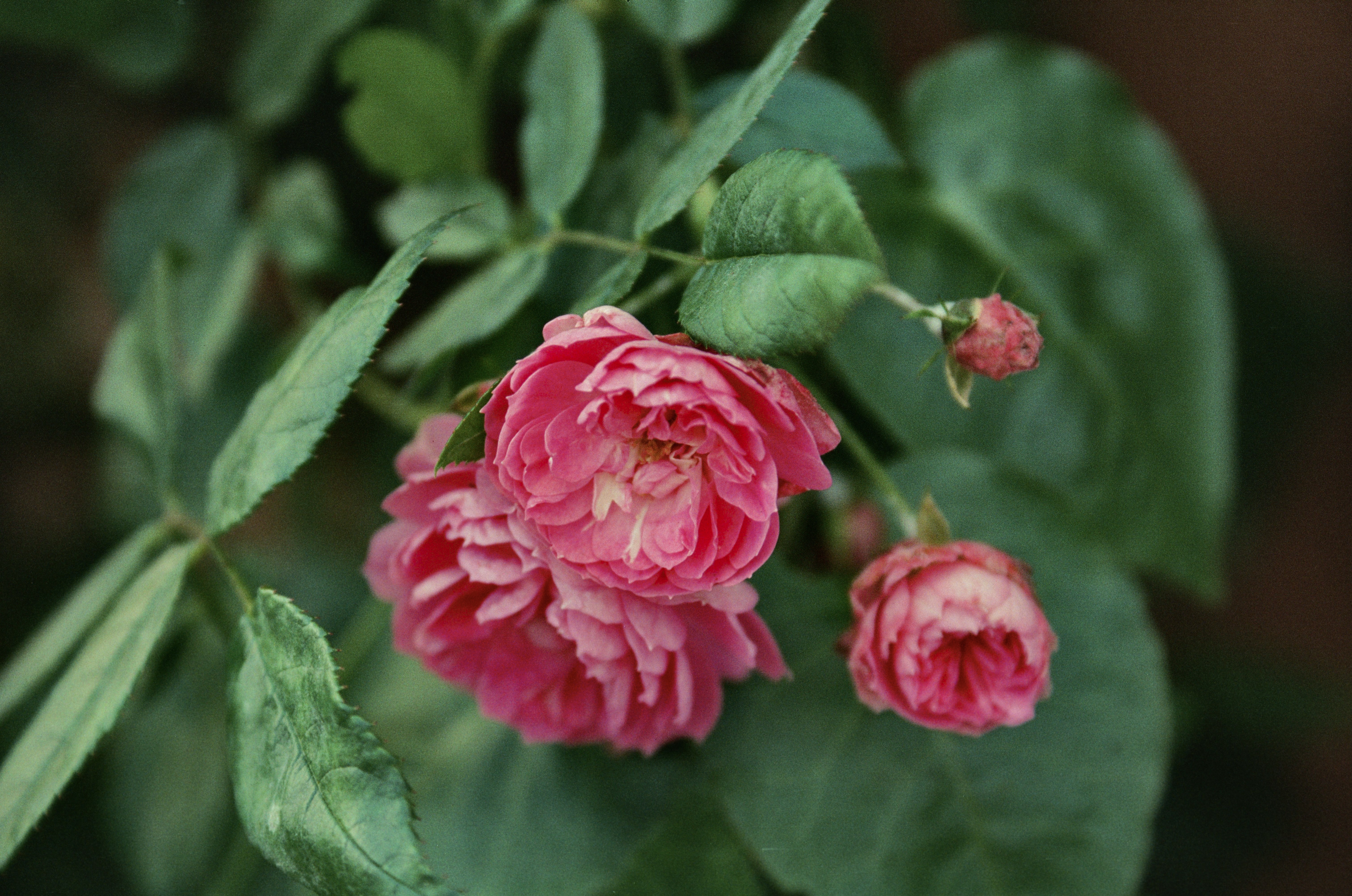 Fotografia de Natureza