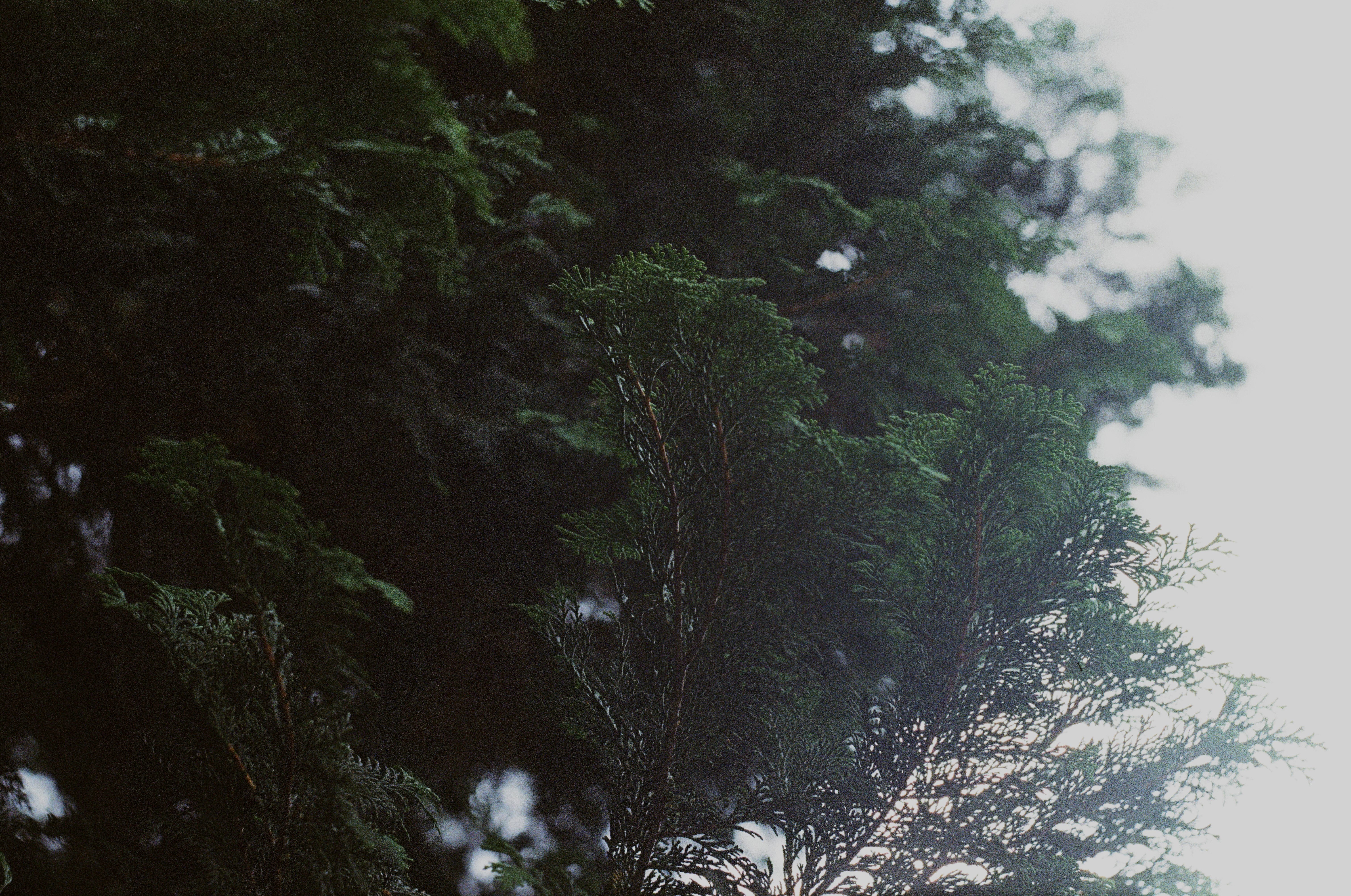 Fotografia de Natureza