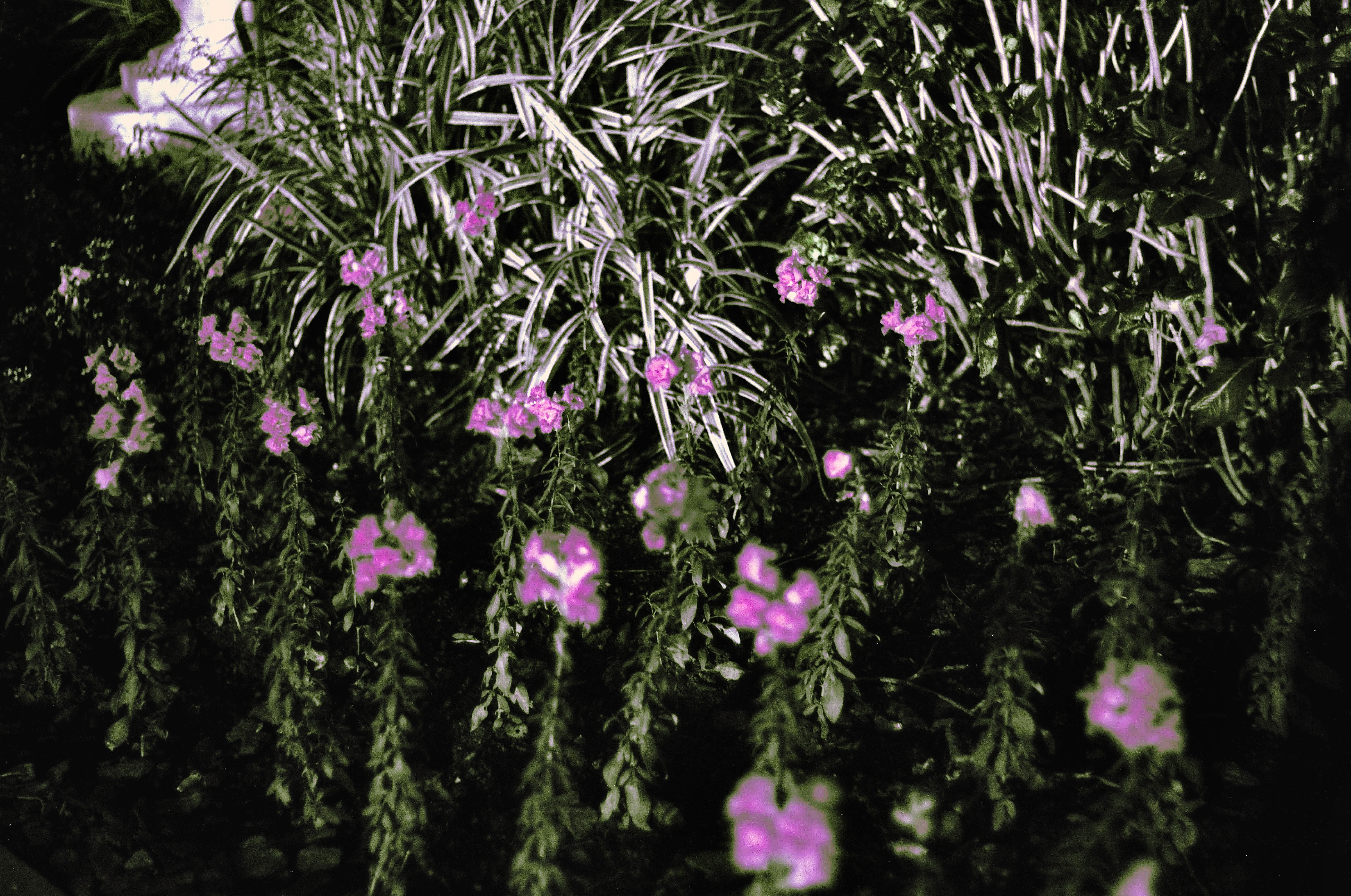 Fotografia de Natureza