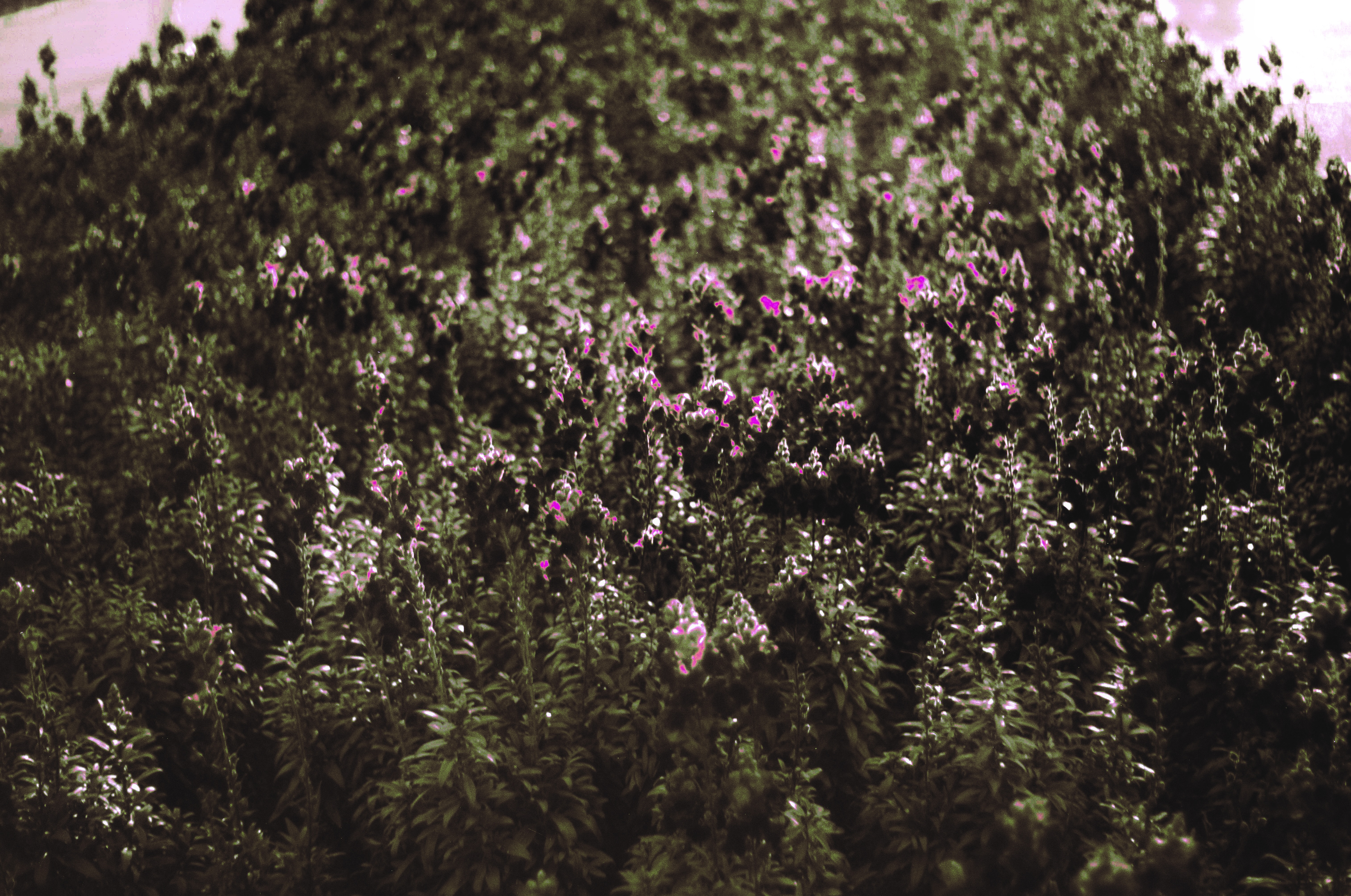 Fotografia de Natureza