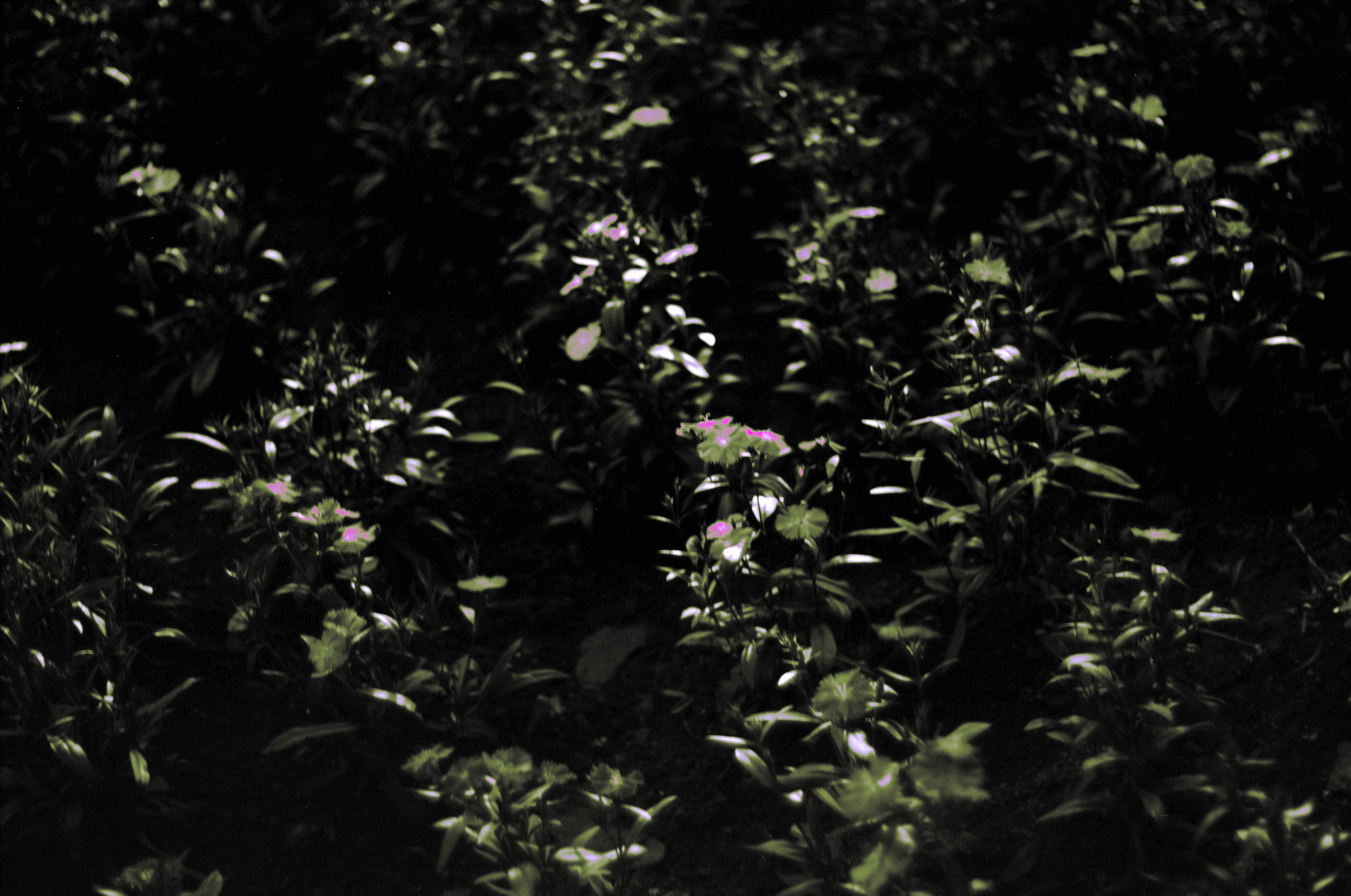 Fotografia de Natureza