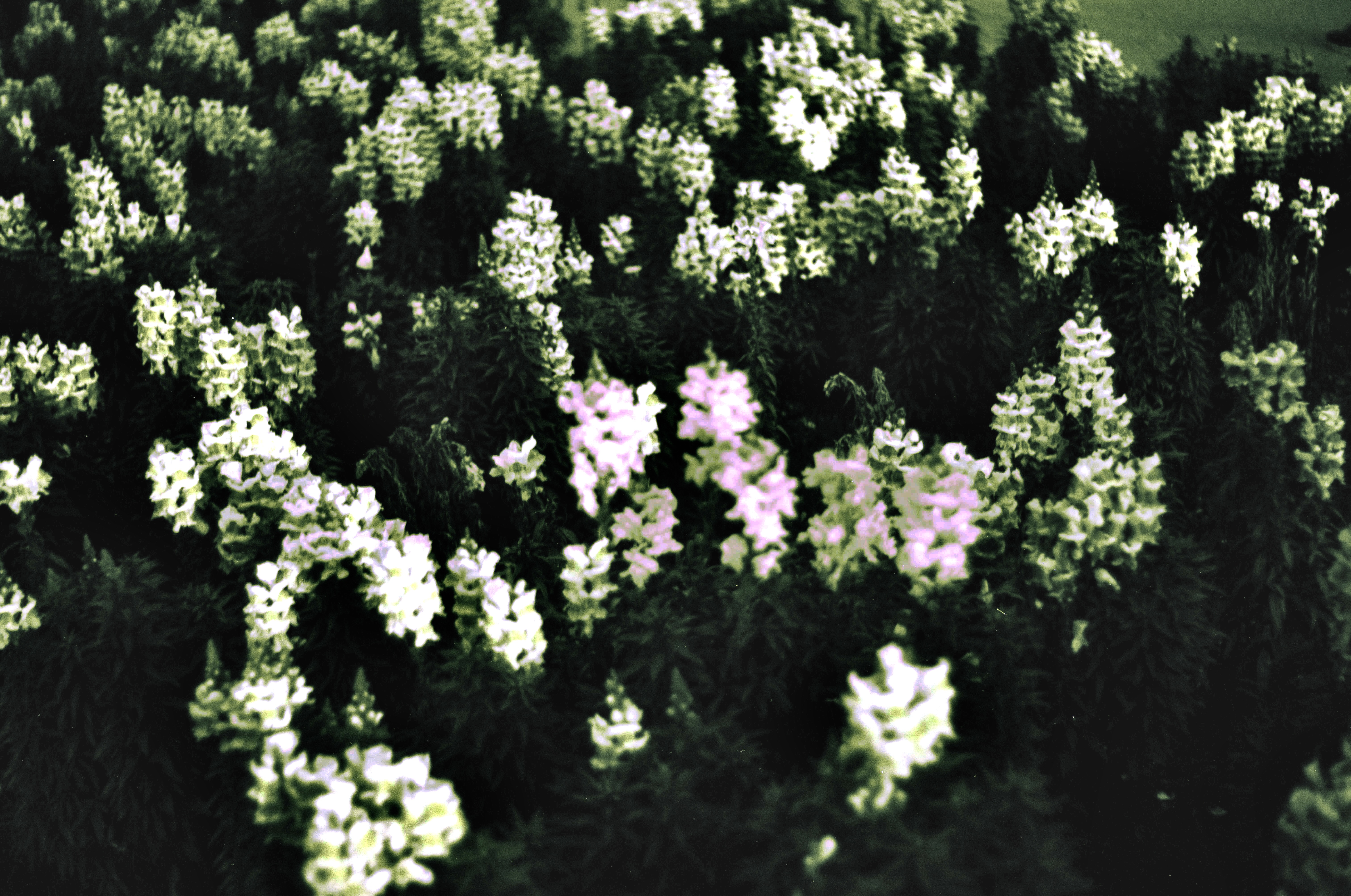 Fotografia de Natureza