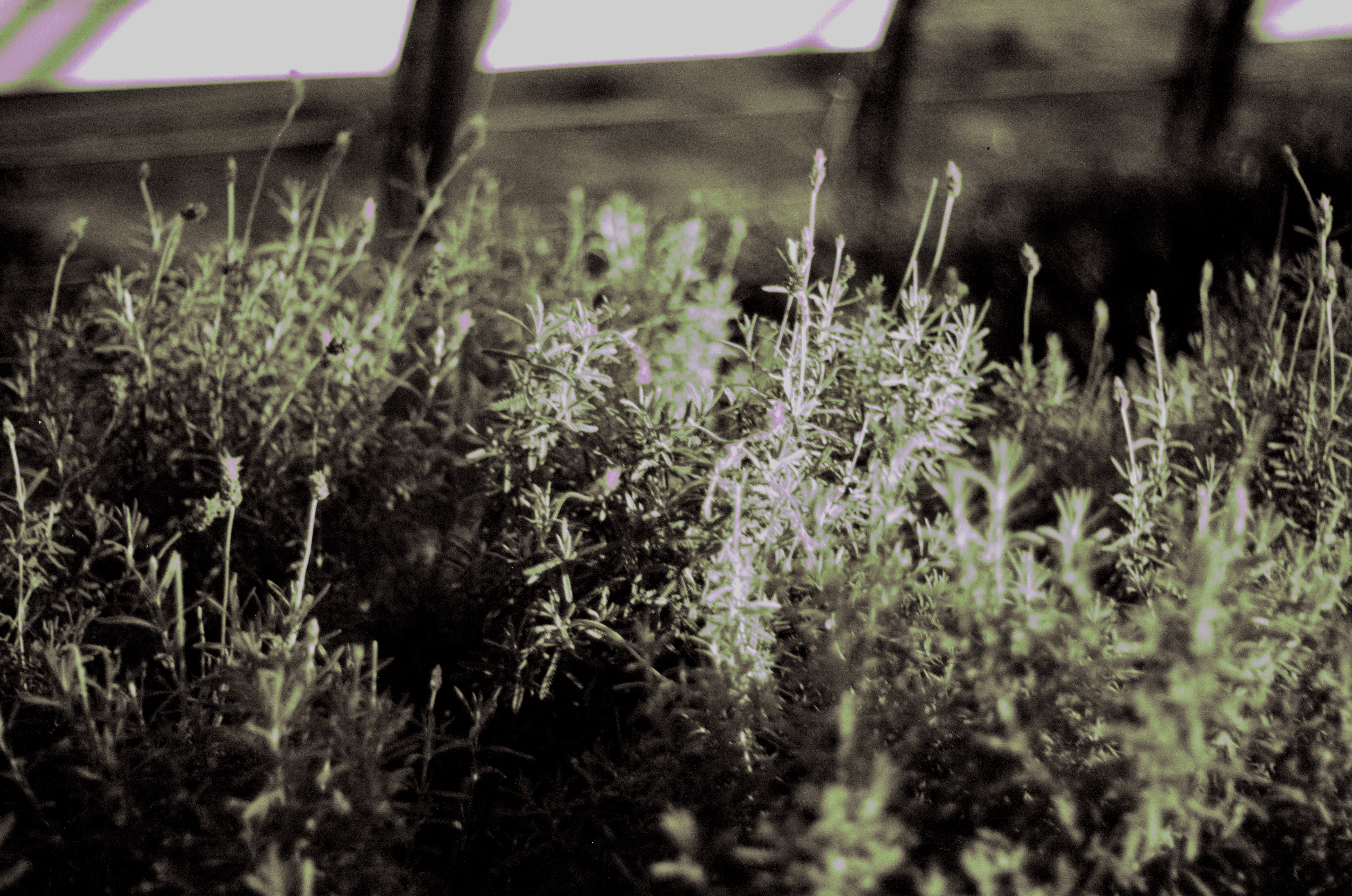 Fotografia de Natureza