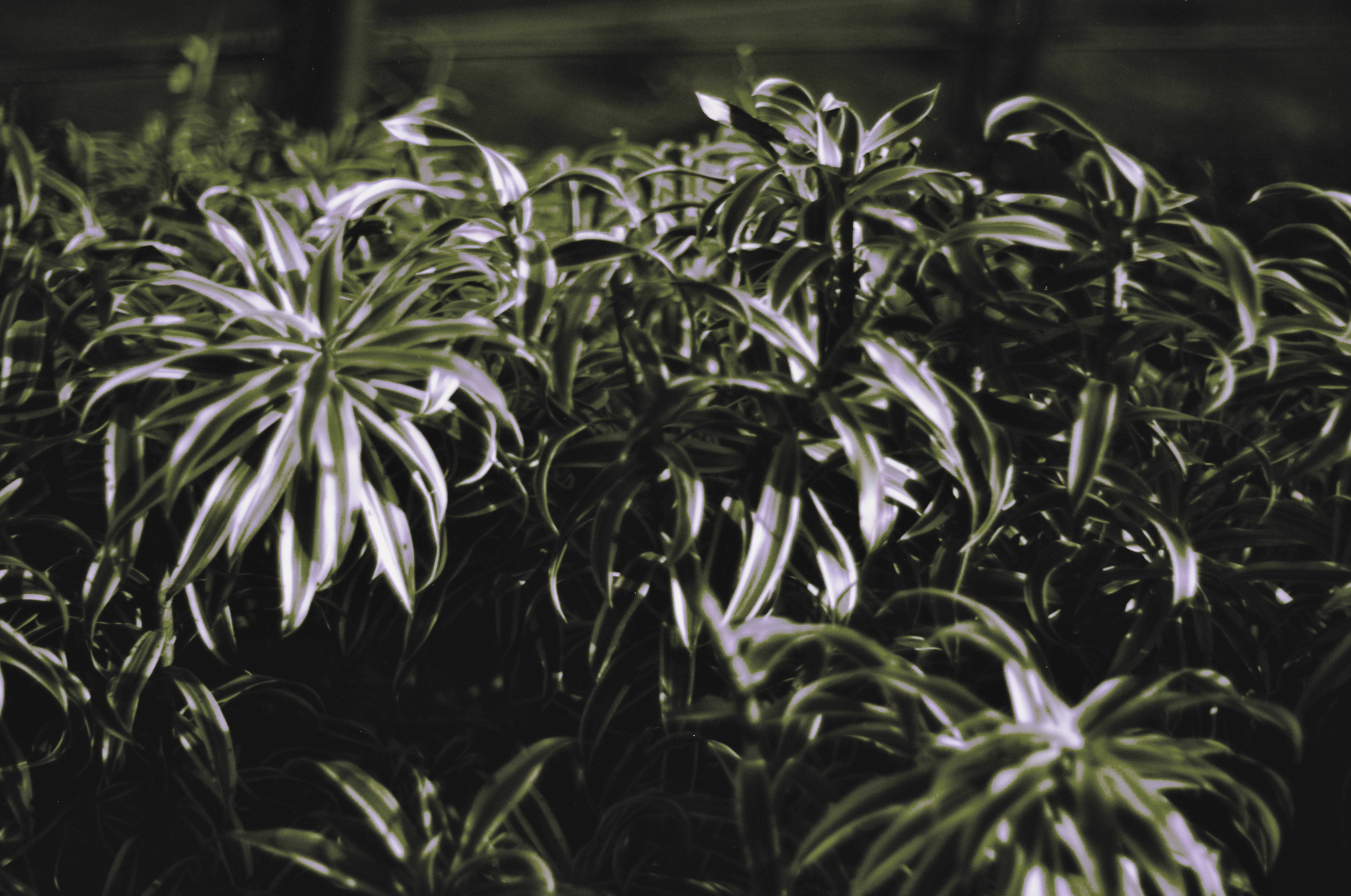 Fotografia de Natureza